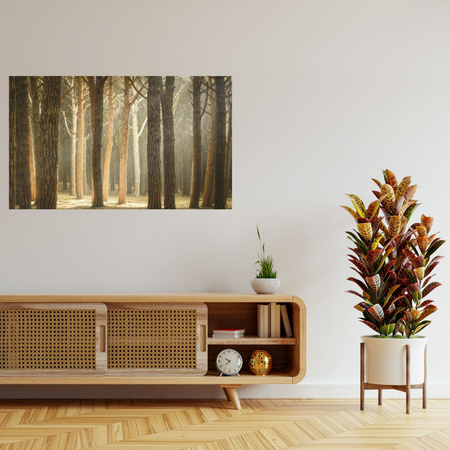 Canvas Print Trees Light Nature Forest 120x80 cm