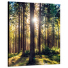 Canvas Print Forest Sun Trees Spring Morning 80x100 cm