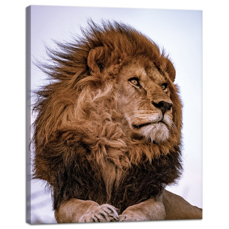 Canvas Print Head Lion Mane Wildness 40x50 cm