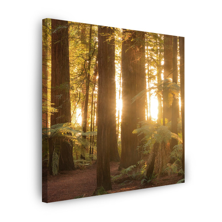 Canvas Print Sun Rays Forest Trees 50X50 cm