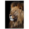 Canvas Print Terrible Majestic Lion Animal 80x120 cm