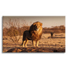 Canvas Print Lion in the Middle of the Savannah Sunset 100x80 cm