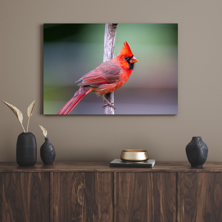 Canvas Print Animals Cardinal Bird 40x30 cm