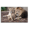 Canvas Print Lion Family Photo Nature 100x80 cm