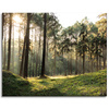 Canvas Print Forest Trees Sun Nature 100x80 cm