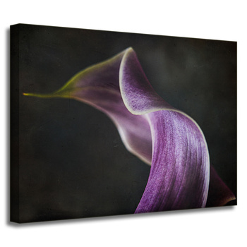 Canvas Print Botany Flower Purple Petal 40x30 cm