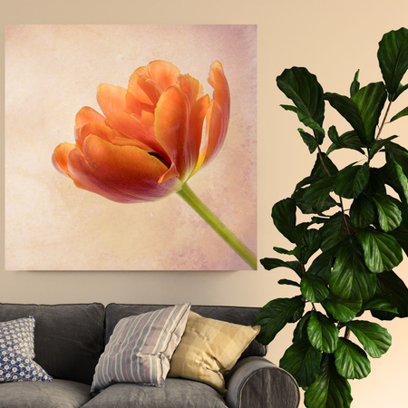 Canvas Print Botany Tulip 40x40 cm