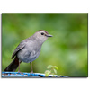 Canvas Print Animals Sitting Bird 40x30 cm