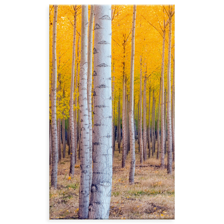 Canvas Print Birch Trees Autumn Yellow Leaves 70x120 cm