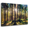 Canvas Print Forest Sun Trees Spring Morning 40x30 cm