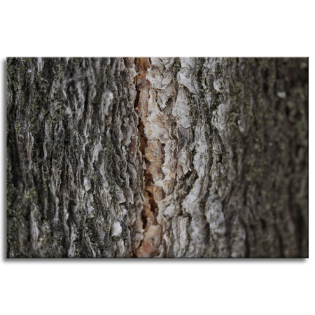 Canvas Print Nature Tree Bark 90x60