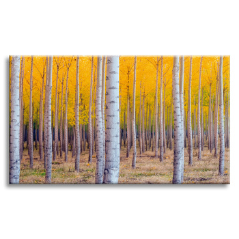 Canvas Print Birches in Autumn Yellow Leaves 120x80 cm