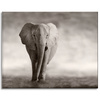 Canvas Print Black and White Elephant Posing Africa 100x80 cm