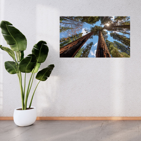 Canvas Print Tall Trees Sky Nature Sun 120x80 cm