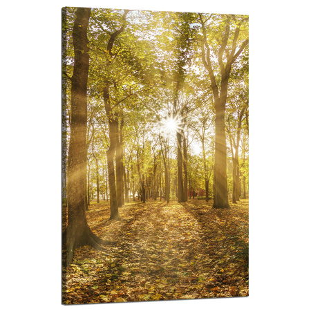Canvas Print Sun Between Trees in the Forest 50x80 cm