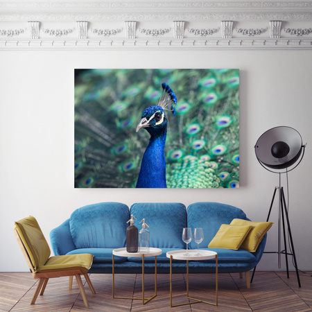 Canvas Print Animals Peacock 40x30 cm