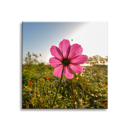 Canvas Print Botanical Pink Flower 40x40 cm