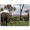 Canvas Print Animals Elephants 40x30 cm