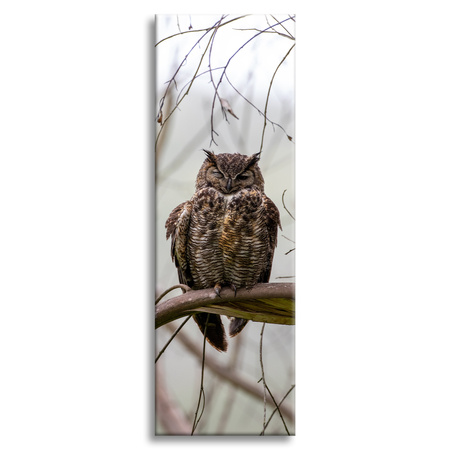 Canvas Print Animals Sleeping Owl 40x120 cm