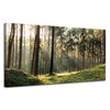 Canvas Print Forest Trees Sun Nature 120x60 cm