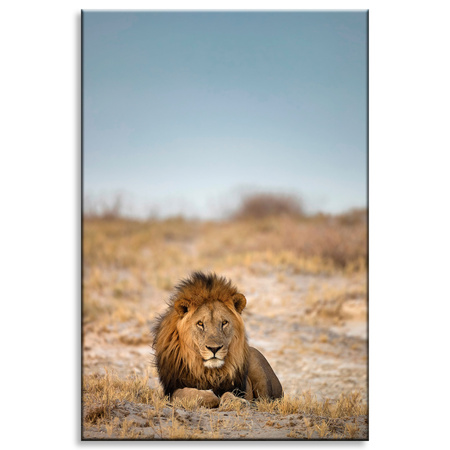 Canvas Print Lion on the Savannah Nature Wildlife 80x120 cm