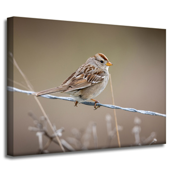 Canvas Print Animals Sparrow 40x30 cm