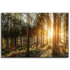 Canvas Print Birch Trees Sun Morning 60x40 cm
