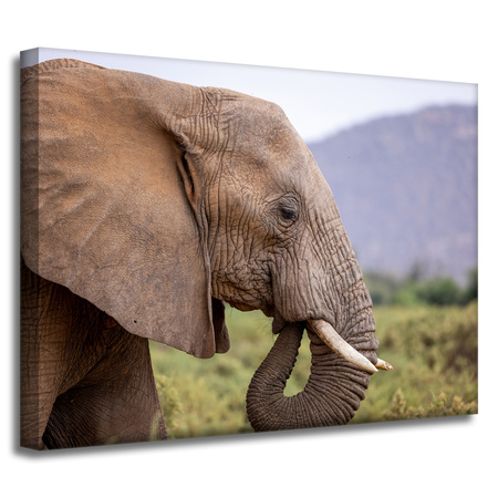 Canvas Print Animals Elephant_2 40x30 cm