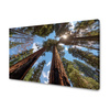 Canvas Print Tall Trees Sky Nature Sun 120x80 cm