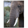 Canvas Print Animals Elephant 30x40 cm