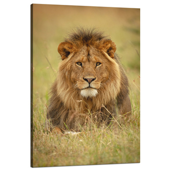Canvas Print Lion on Grass Animal Nature 80x120 cm
