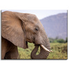 Canvas Print Animals Elephant_2 40x30 cm