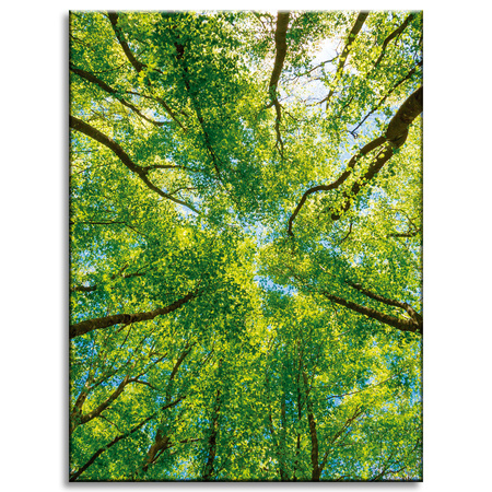 Canvas Print Trees Leaves Nature Forest Spring 30x40 cm