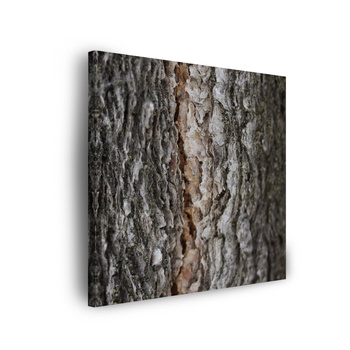 Canvas Print Nature Tree Bark 90x90