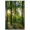 Canvas Print Sun Forest Trees Rays of Light 40x60 cm