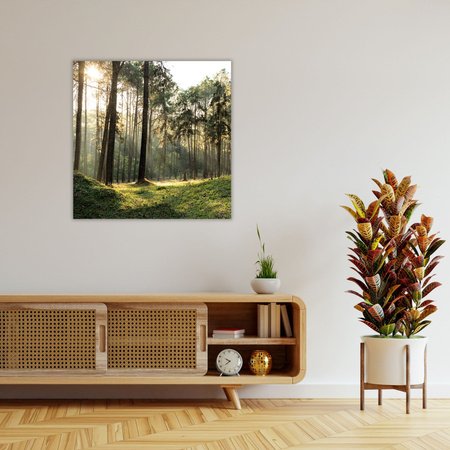Canvas Print Forest Trees Sun Nature 80X80 cm