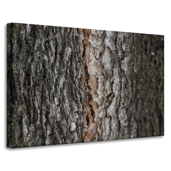 Canvas Print Nature Tree Bark 90x60