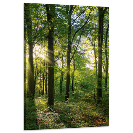 Canvas Print Sun Forest Trees Rays of Light 60x90 cm