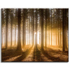 Canvas Print Sun in the Forest Light Tree 50x40 cm