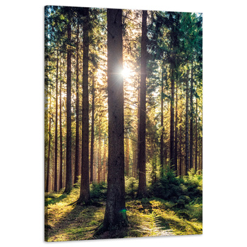 Canvas Print Forest Sun Trees Spring Morning 60x90 cm