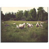 Canvas Print Nature Sheep on Pasture 40x30 cm