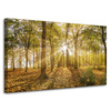 Canvas Print Sun Between Trees in the Forest 100x60 cm