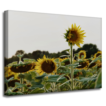 Canvas Print Botany Sunflower Field 40x30 cm
