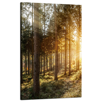 Canvas Print Birch Trees Sun Morning 50x80 cm