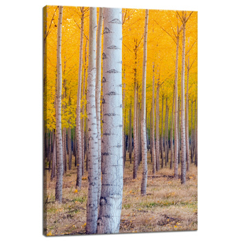 Canvas Print Birch Trees Autumn Yellow Leaves 40x60 cm