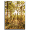 Canvas Print Sun Between Trees in the Forest 50x70 cm