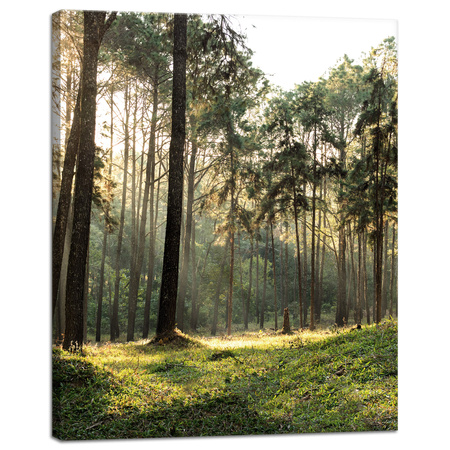 Canvas Print Forest Trees Sun Nature 40x50 cm