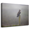 Canvas Print Animals Hawk 40x30 cm