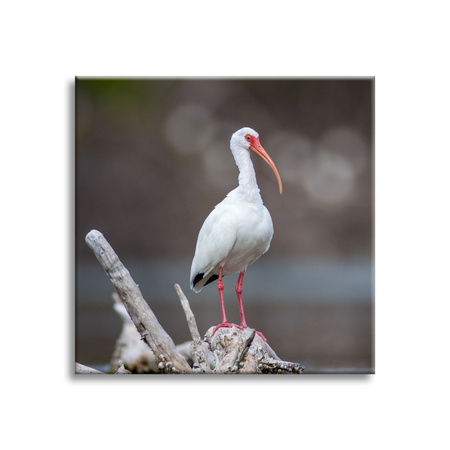 Canvas Print Animals Bird 40x40 cm