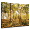 Canvas Print Sun Between Trees in the Forest 50x40 cm